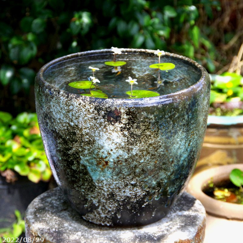 信楽焼 ブルーガラスめだか鉢 水連鉢 - 魚用品/水草