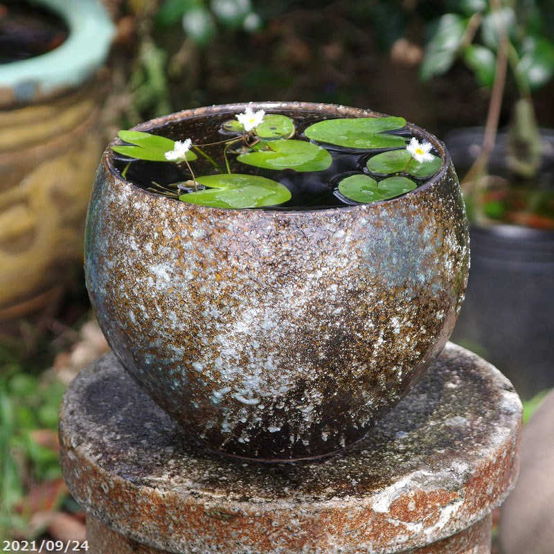 ◇信楽焼 メダカ鉢 睡蓮鉢 水鉢 外径 約39cm ① - 水槽