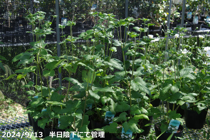 山野草の石田精華園 / シュウメイギク 白一重 4号  【秋の山野草】【日陰でも日向でもできる山草系夏日陰の和の宿根草】【別名キブネギク・貴船菊】【茶花素材】