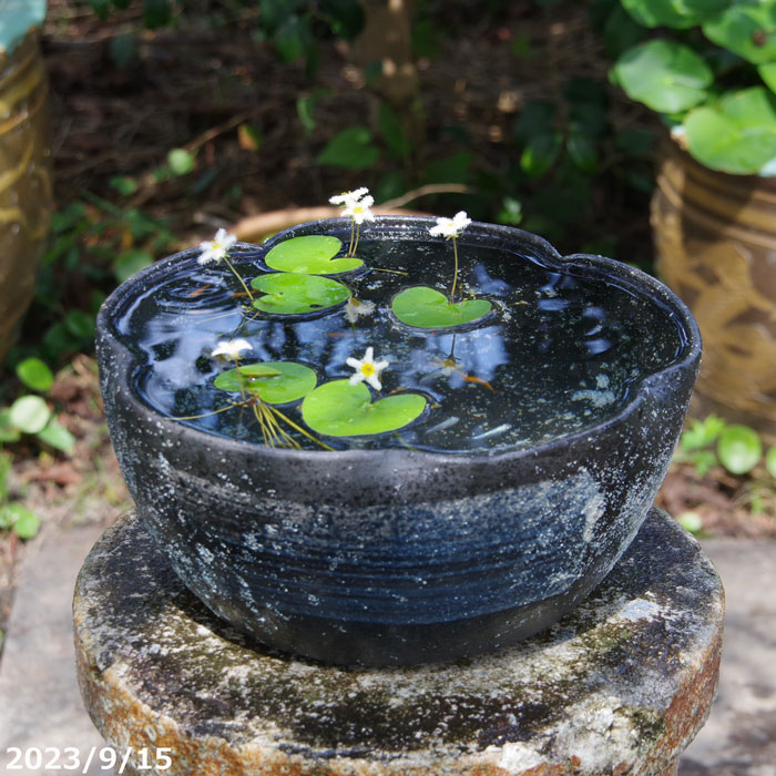 山野草の石田精華園 / 信楽焼メダカ鉢