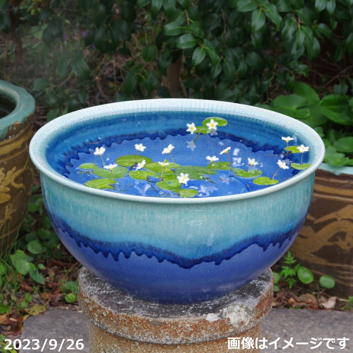 信楽焼 メダカ鉢 睡蓮鉢 水鉢 直径４０cm - 魚用品/水草