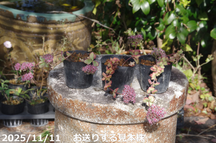 山野草の石田精華園 / 獅子ミセバヤ 2.5号【日本の多肉植物】【秋の山