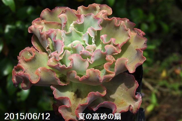 山野草の石田精華園 / 多肉植物 エケベリア 高砂の翁 4号(12cmポット