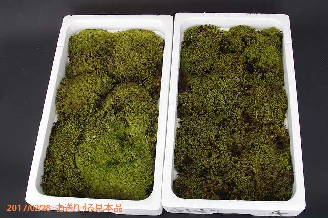 山野草の石田精華園 京の苔 苔盆栽に最適 スナゴケ 発砲スチロール箱入り 苔盆栽 苔テラリウム 小山飾り 寄せ植え 夏半日陰の苔