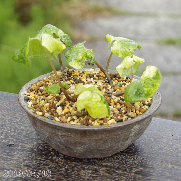 山野草 斑入りカキラン越のほまれ黄縞斑入り２芽入り - 鉢植え