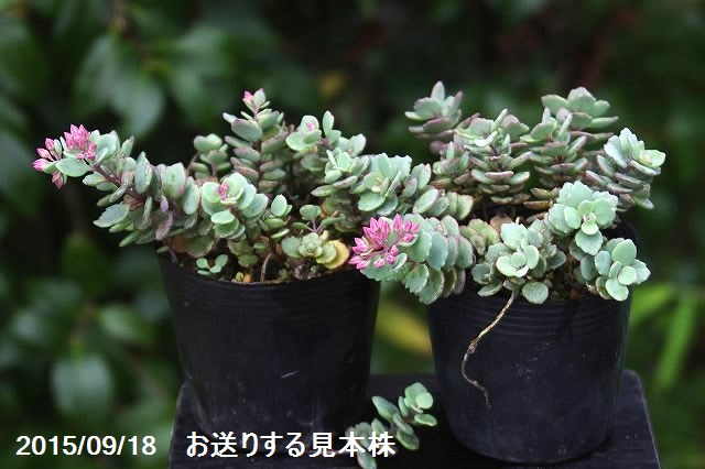 山野草の石田精華園 / 秋の山野草 赤花(赤軸白肌)ヒダカミセバヤ 2.5号