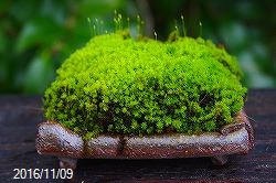 苔の種類と特徴 5 石田精華園