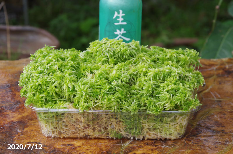 超歓迎 あかぎ園芸 ロンガー 水苔 150g 袋 4409 同梱 き 代引き手数料無料 Www Hopeintlschool Org