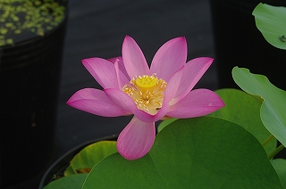 水生植物の種類 花ハス・花蓮の種類 日本 | 石田精華園