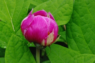 紅花ヤマシャクヤク 品種の解説 石田精華園