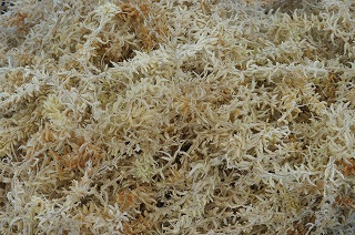 富貴蘭 風蘭 の育て方 水苔のもどし方 石田精華園